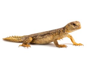 Uromastyx princeps